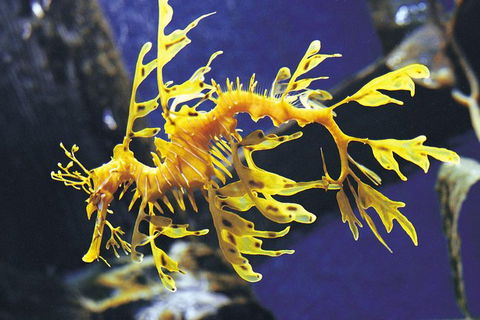SEA LIFE Melbourne Aquarium Admission Ticket - SA Accommodation 19