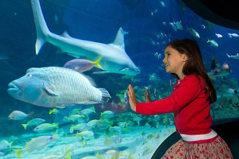 SEA LIFE Melbourne Aquarium Admission Ticket - SA Accommodation 25