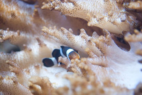 SEA LIFE Melbourne Aquarium Admission Ticket - SA Accommodation 16