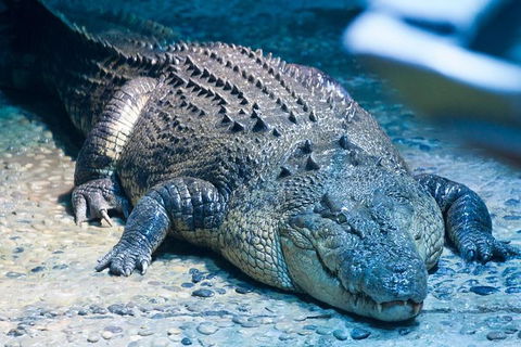 SEA LIFE Melbourne Aquarium Admission Ticket - SA Accommodation 20