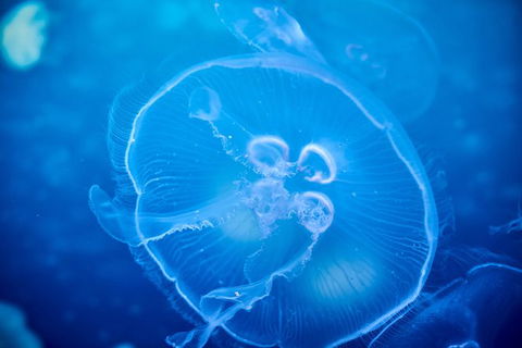 SEA LIFE Melbourne Aquarium Admission Ticket - SA Accommodation 22