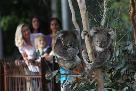 Australian Wildlife Tour At Melbourne Zoo - SA Accommodation 0