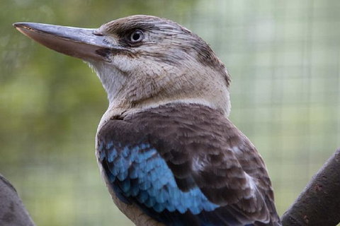 Australian Wildlife Tour At Melbourne Zoo - SA Accommodation 1