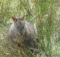 Leven Canyon Day Trip Including Wings Wildlife Park or Gunns Plains Caves from Devonport Ulverstone or Burnie - SA Accommodation