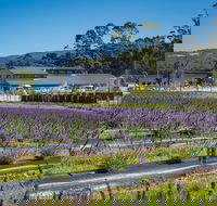 Private Tasman Peninsula Cruise Ship Tour from Port Arthur - SA Accommodation