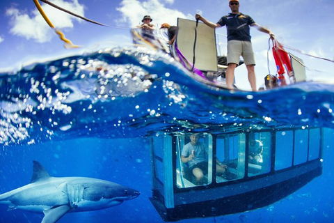 White Shark Tour With Optional Cage Dive From Port Lincoln - SA Accommodation 0