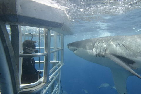 White Shark Tour With Optional Cage Dive From Port Lincoln - SA Accommodation 2