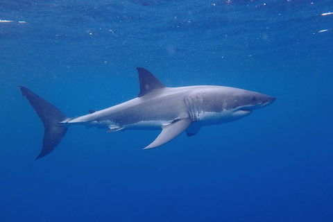 White Shark Tour With Optional Cage Dive From Port Lincoln - SA Accommodation 5