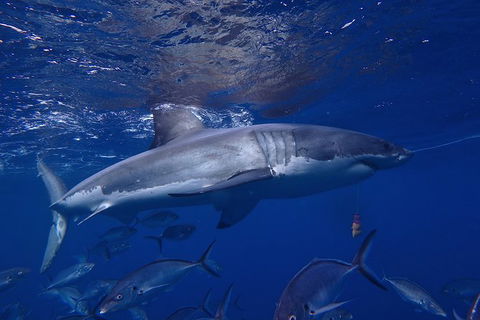 White Shark Tour With Optional Cage Dive From Port Lincoln - SA Accommodation 6