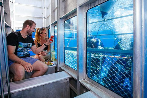 White Shark Tour With Optional Cage Dive From Port Lincoln - SA Accommodation 4