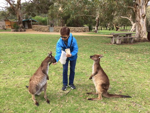 Adelaide Highlights And Hahndorf Tour With Optional River Cruise - SA Accommodation 3