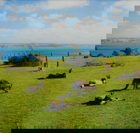 Fleurieu Explorer - Full-Day Tour - SA Accommodation