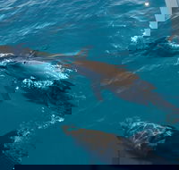 Fraser Island  Dolphin Sailing Adventure - SA Accommodation