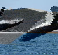 Hervey Bay Ultimate Whale Watching Cruise - SA Accommodation