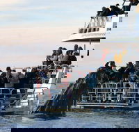 Hervey Bay Whale Watching Cruise - SA Accommodation