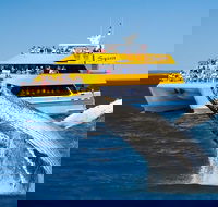 Spirit of Hervey Bay Whale Watching Cruise - SA Accommodation