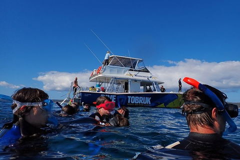Hervey Bay Whale Swim And Watch - SA Accommodation 5