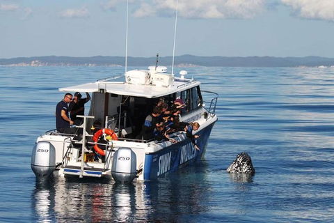 Hervey Bay Whale Swim And Watch - SA Accommodation 3
