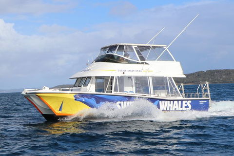 Hervey Bay Whale Swim And Watch - SA Accommodation 2
