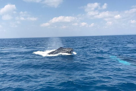 Hervey Bay Whale Swim And Watch - SA Accommodation 6