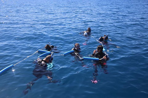 Hervey Bay Whale Swim And Watch - SA Accommodation 8