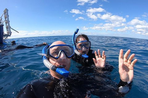 Hervey Bay Whale Swim And Watch - SA Accommodation 4