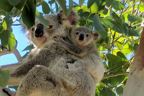 Magnetic Island Tour: Maggie Comprehensive - SA Accommodation 4