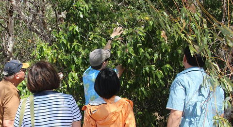 Magnetic Island Tour: Maggie Comprehensive - SA Accommodation 6