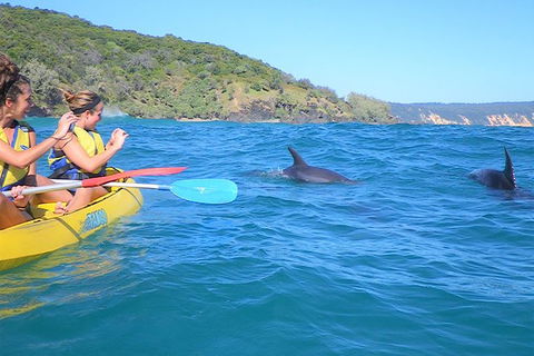 Half-Day Kayak With Dolphins And 4WD Beach Drive From Rainbow Beach - SA Accommodation 1