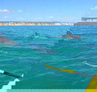 Half-Day Kayak with Dolphins and 4WD Beach Drive from Rainbow Beach - SA Accommodation