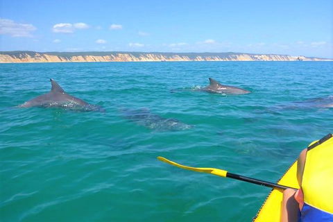 Half-Day Kayak With Dolphins And 4WD Beach Drive From Rainbow Beach - SA Accommodation 0