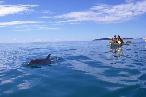 Half-Day Kayak With Dolphins And 4WD Beach Drive From Rainbow Beach - SA Accommodation 9