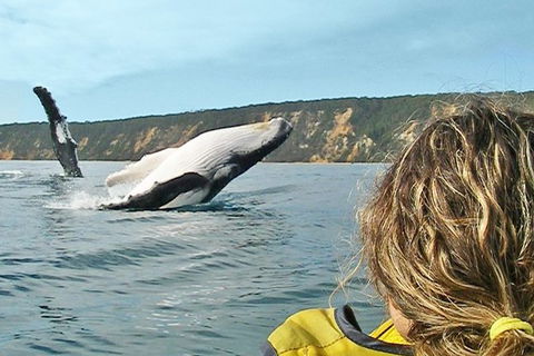 Half-Day Kayak With Dolphins And 4WD Beach Drive From Rainbow Beach - SA Accommodation 7