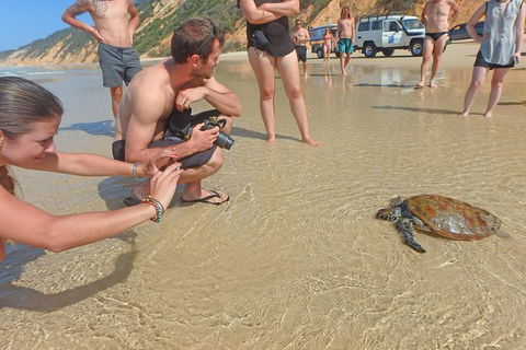 Half-Day Kayak With Dolphins And 4WD Beach Drive From Rainbow Beach - SA Accommodation 11