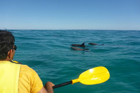 Half-Day Kayak With Dolphins And 4WD Beach Drive From Rainbow Beach - SA Accommodation 6