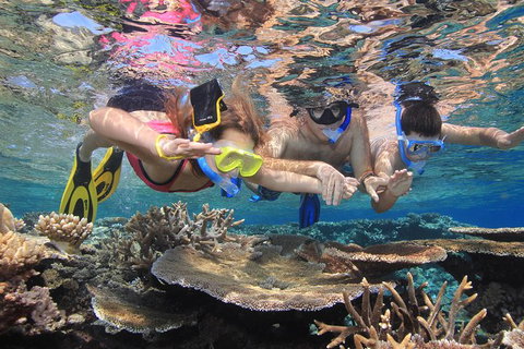 Calypso Outer Great Barrier Reef Cruise From Port Douglas - SA Accommodation 10