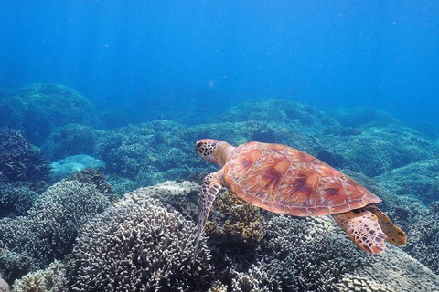 Calypso Outer Great Barrier Reef Cruise From Port Douglas - SA Accommodation 9