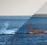 Whale Watching Ocean Tour - SA Accommodation