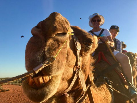 Uluru Small-Group Tour By Camel At Sunrise Or Sunset - SA Accommodation 7