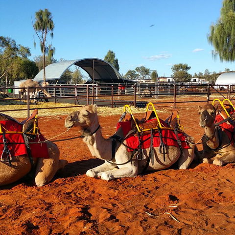 Uluru Small-Group Tour By Camel At Sunrise Or Sunset - SA Accommodation 15
