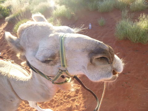 Uluru Small-Group Tour By Camel At Sunrise Or Sunset - SA Accommodation 10