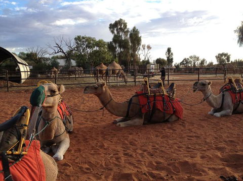 Uluru Small-Group Tour By Camel At Sunrise Or Sunset - SA Accommodation 24
