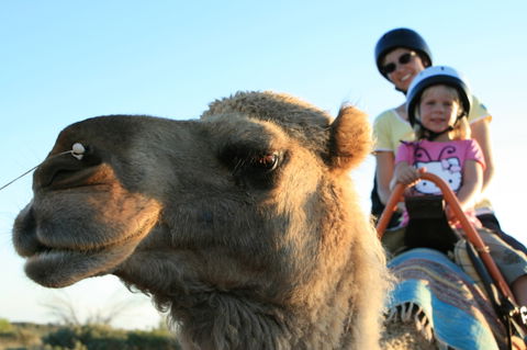 Uluru Small-Group Tour By Camel At Sunrise Or Sunset - SA Accommodation 3