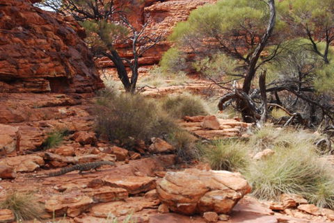 Kings Canyon Day Trip From Ayers Rock - SA Accommodation 24