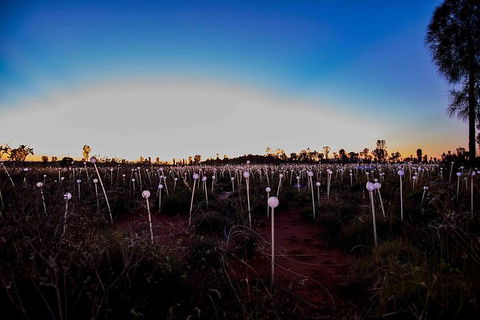 Uluru Field Of Light Sunrise Tour - SA Accommodation 8