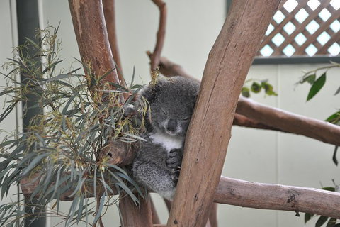 All-Inclusive Blue Mountains Tour In A Luxury Mercedes Sprinter - SA Accommodation 18