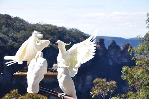 All-Inclusive Blue Mountains Tour In A Luxury Mercedes Sprinter - SA Accommodation 4