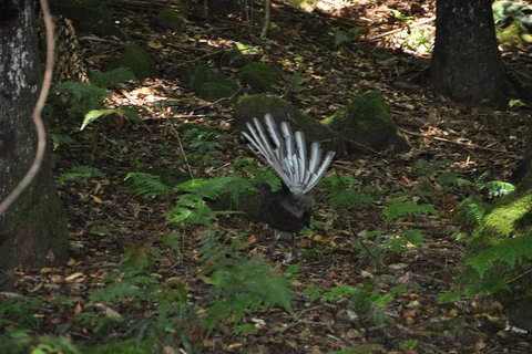 All-Inclusive Blue Mountains Tour In A Luxury Mercedes Sprinter - SA Accommodation 5