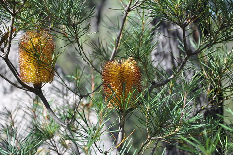 All-Inclusive Blue Mountains Tour In A Luxury Mercedes Sprinter - SA Accommodation 12