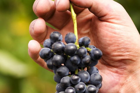 Scenic Hunter Valley Winery Tour With Boutique Wineries & Local Cheese - SA Accommodation 5